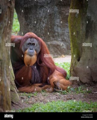  L'Orang-Outan Sage: Un conte Thai qui explore les liens entre la nature et l'humanité !