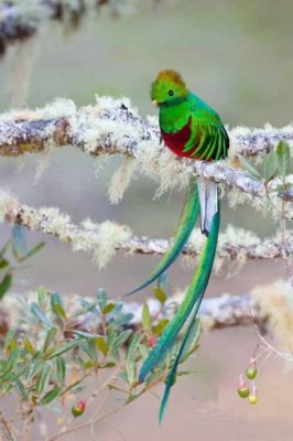  Quel Est Le Sens Caché Du Quetzal et La Forêt Interdite?