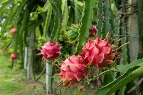  The Upside-Down Dragonfruit: A Journey into Vietnamese Folklore's Whimsical Heart