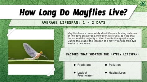 Whats the longest video you can text, and how does it compare to the lifespan of a mayfly?